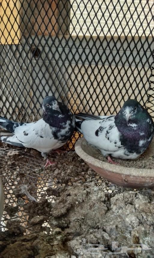 تم البيع64402078441602113