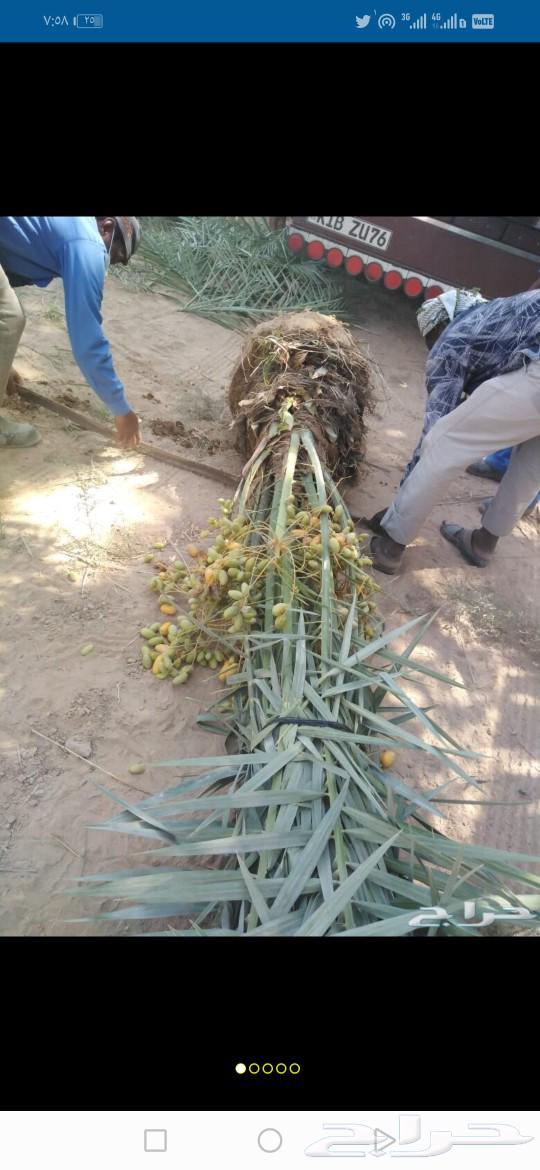 Fruit-bearing palm trees for sale, Sukkari, Sagai, Majdool, Ruthana, Washingtonia, chicks, seedlings63619466141570111