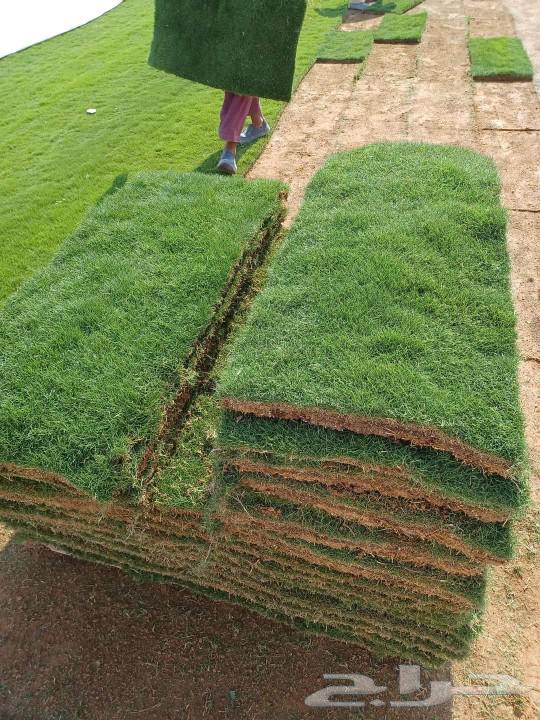 تيل طبيعي سي 200064401452949507112