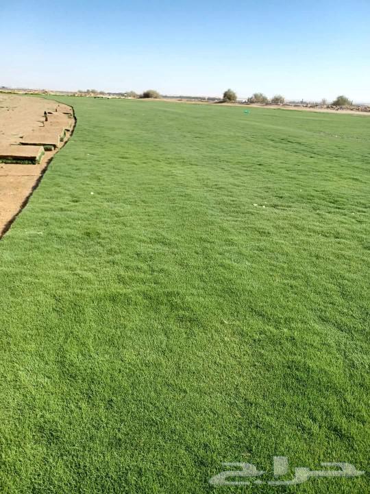 تيل طبيعي سي 200064401452949507113