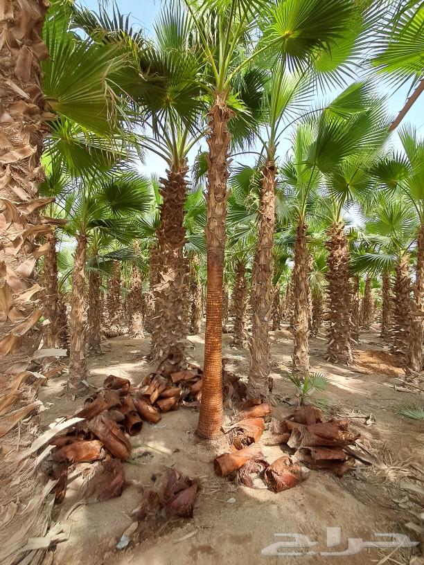 American Washingtonia ornamental palm for sale63619556851075114