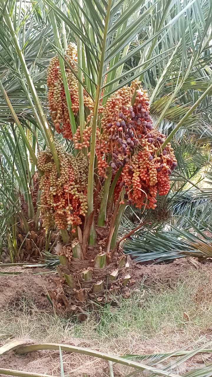 نخل مثمر للبيع من اجود مزارع القصيم والمدينه64404430876034114