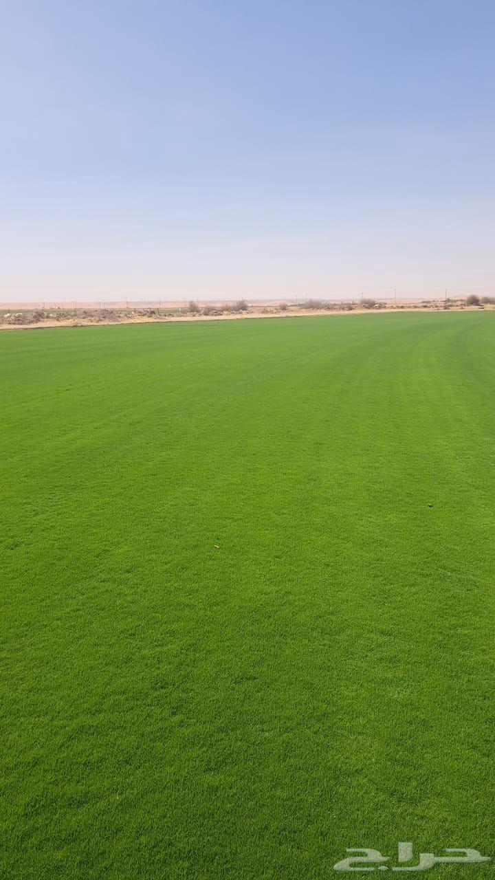 Thil C 2000 Al-Qassim63619553140993113
