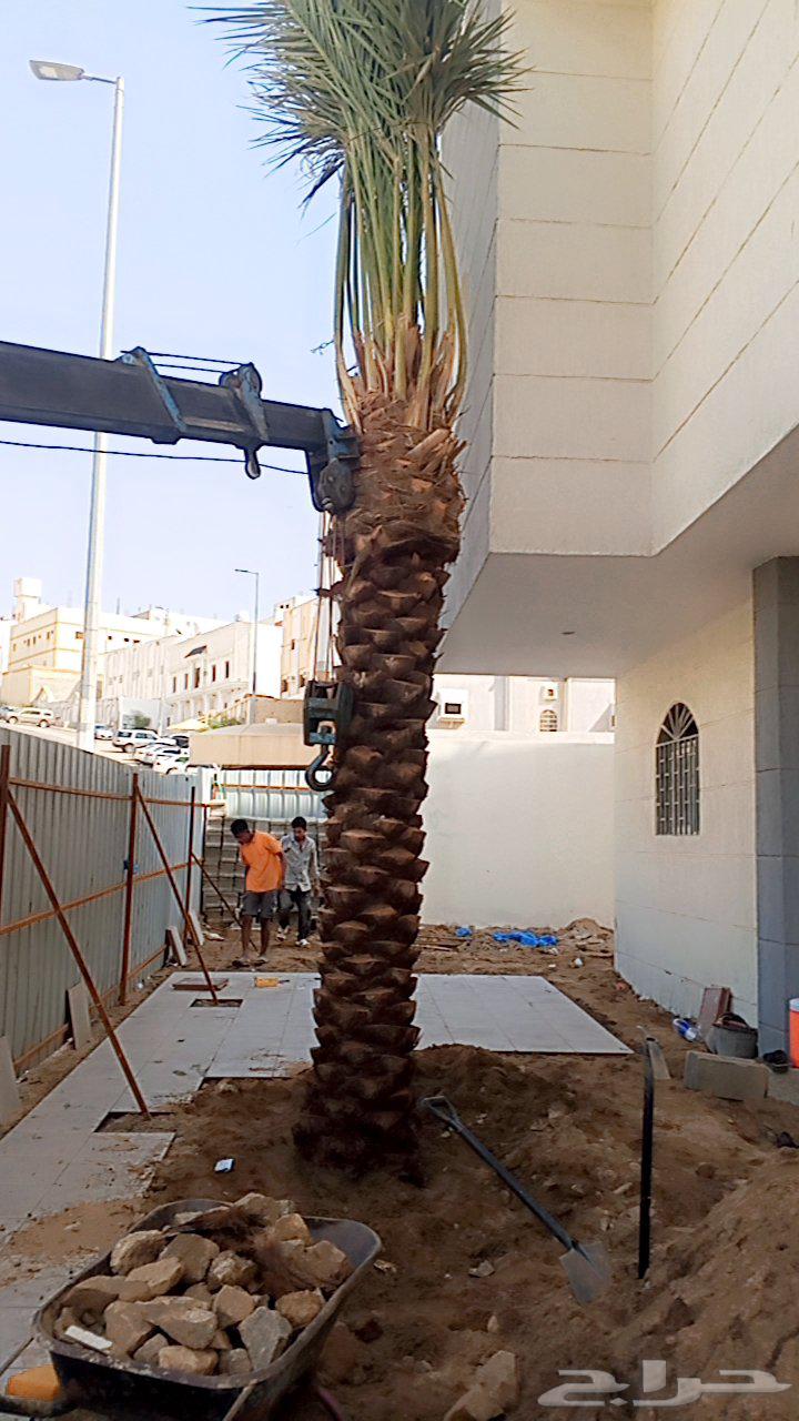 نخل للبيع في مكه الطائف جده بجميع انواعه وجميع المقاسات64403665307522113