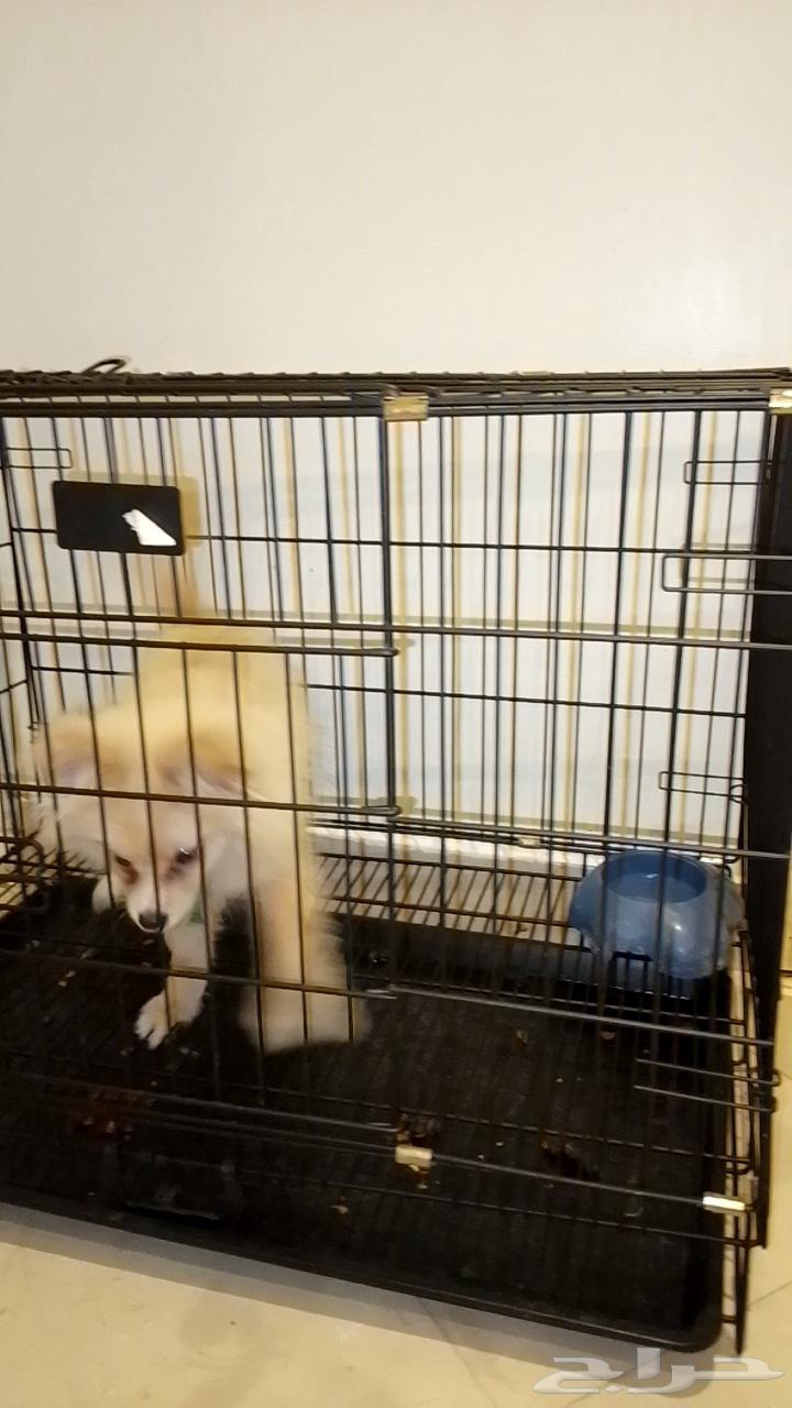 كلب للبيع64402872487042110