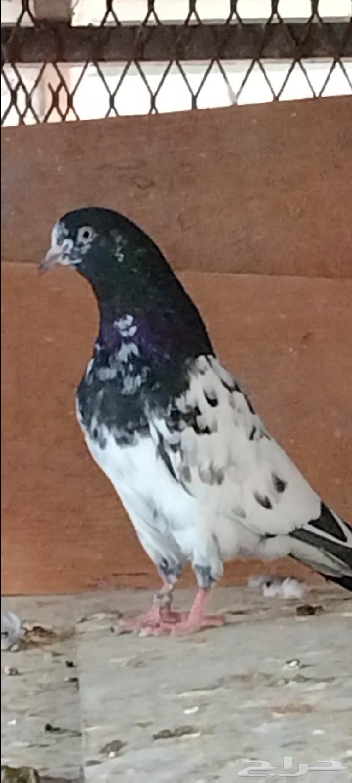 تم البيع64402078441602110