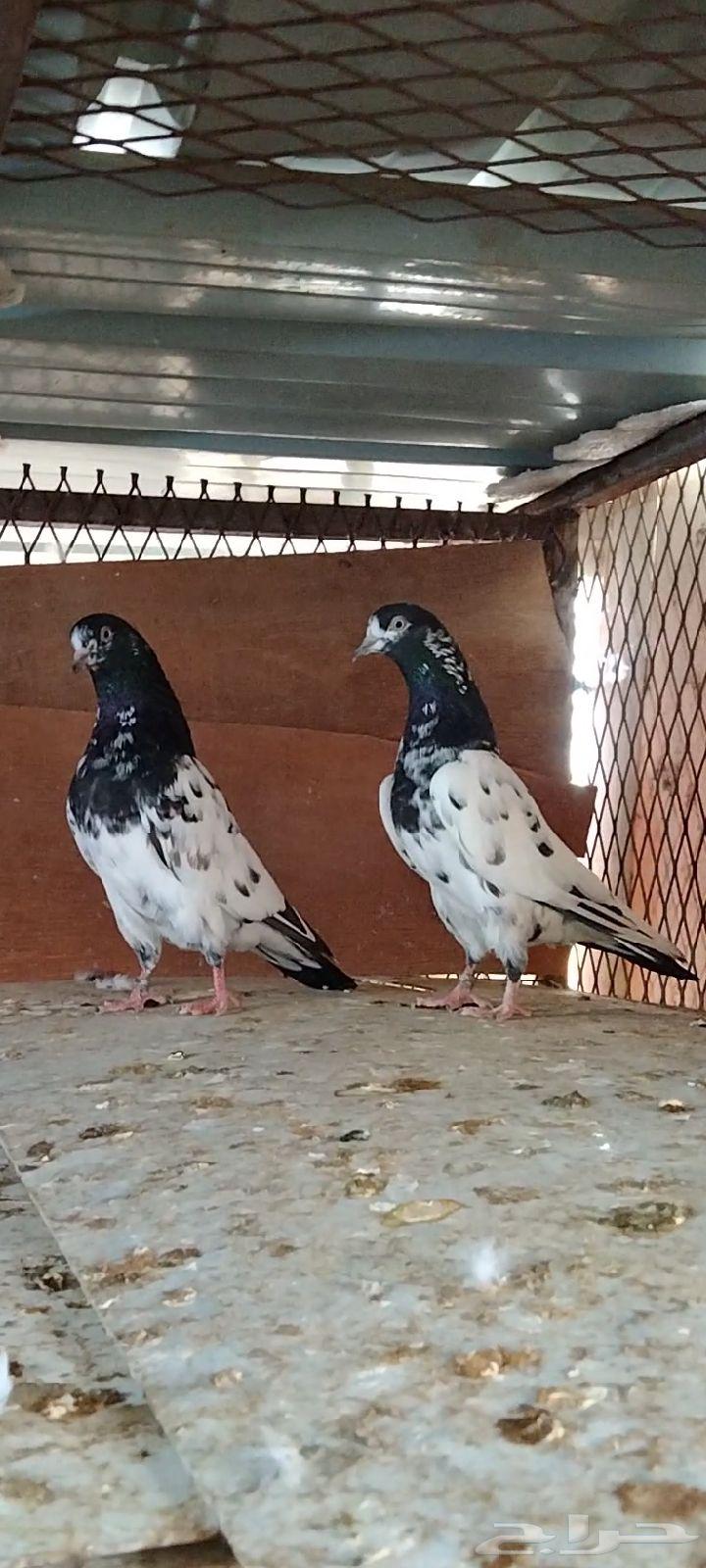 تم البيع64402078441602111