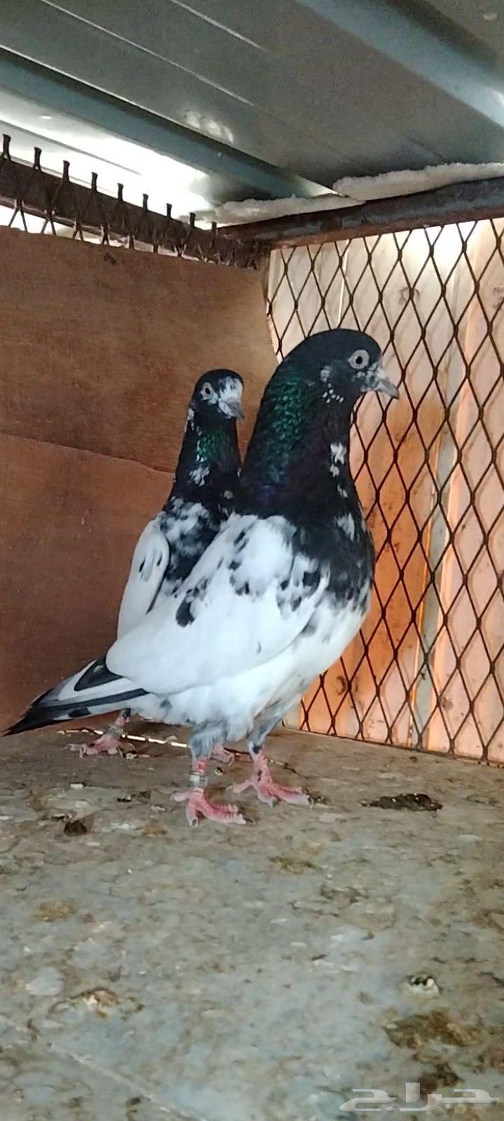 تم البيع64402078441602114