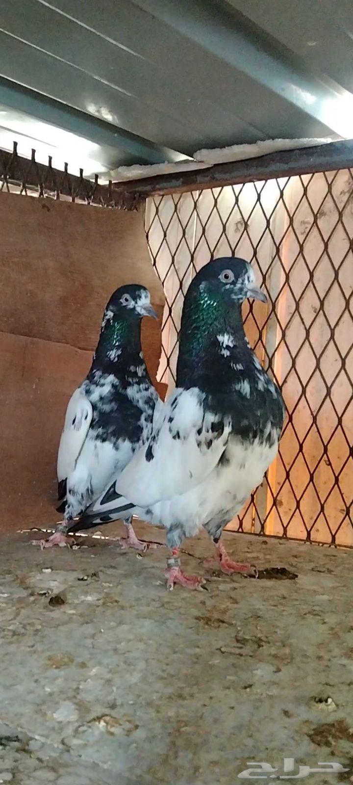 تم البيع64402078441602112