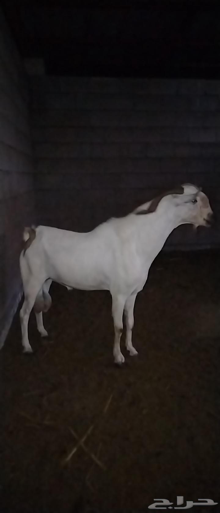 تيس بيشي على السوم64402789930115111