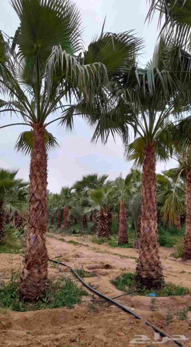 نخل واشنطني للبيع نخيل واشنطنونيا عربي مثمر جميع المواقع64403958420738110