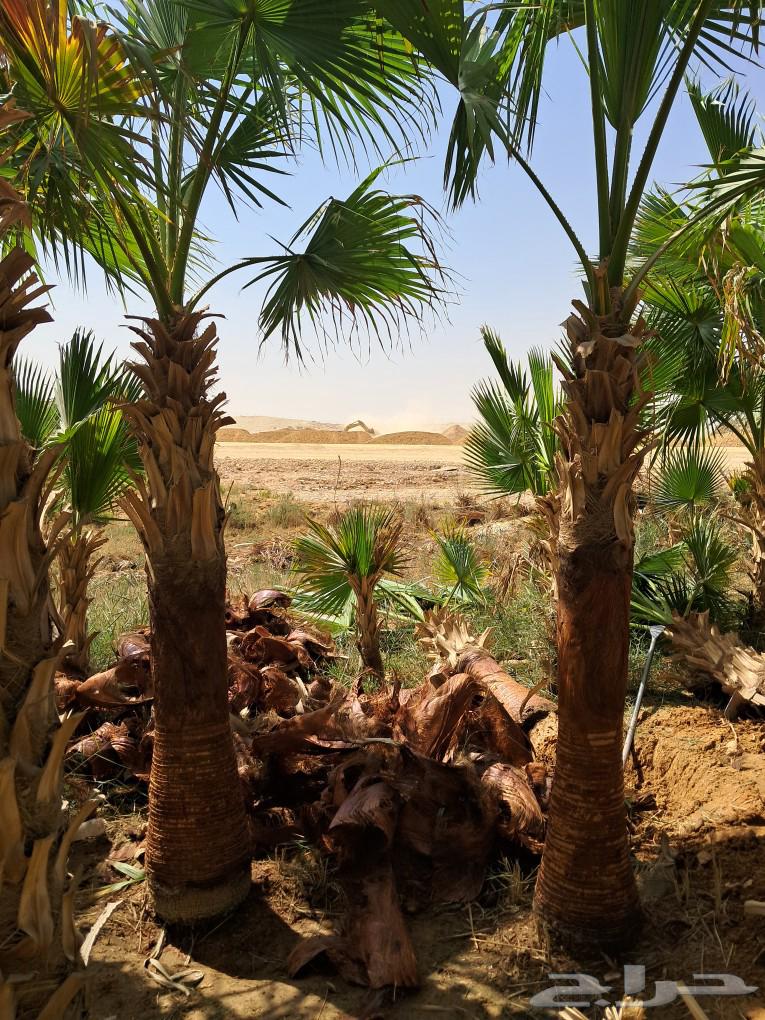 American Washingtonia ornamental palm for sale63619556851075111