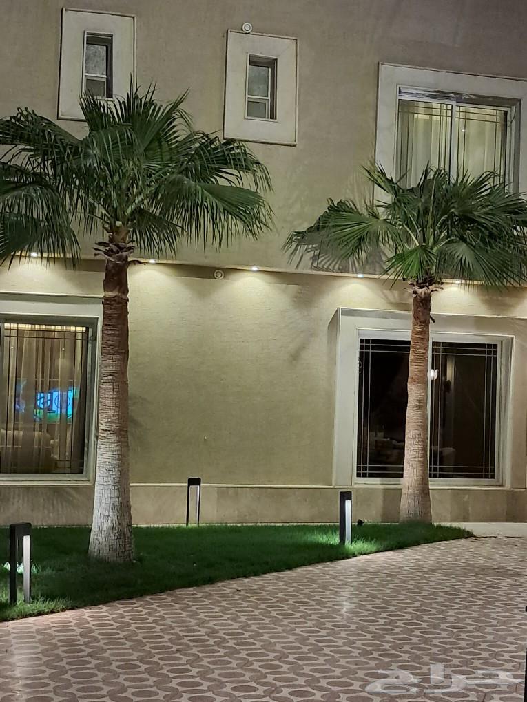 American Washingtonia ornamental palm for sale63619556851075112