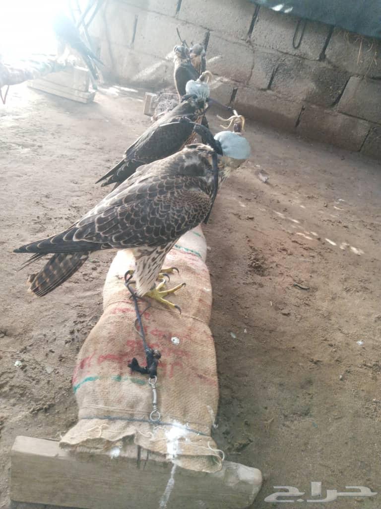 للبيع ابغا واحد جاد وصامل يدخل خاص64404459006338110