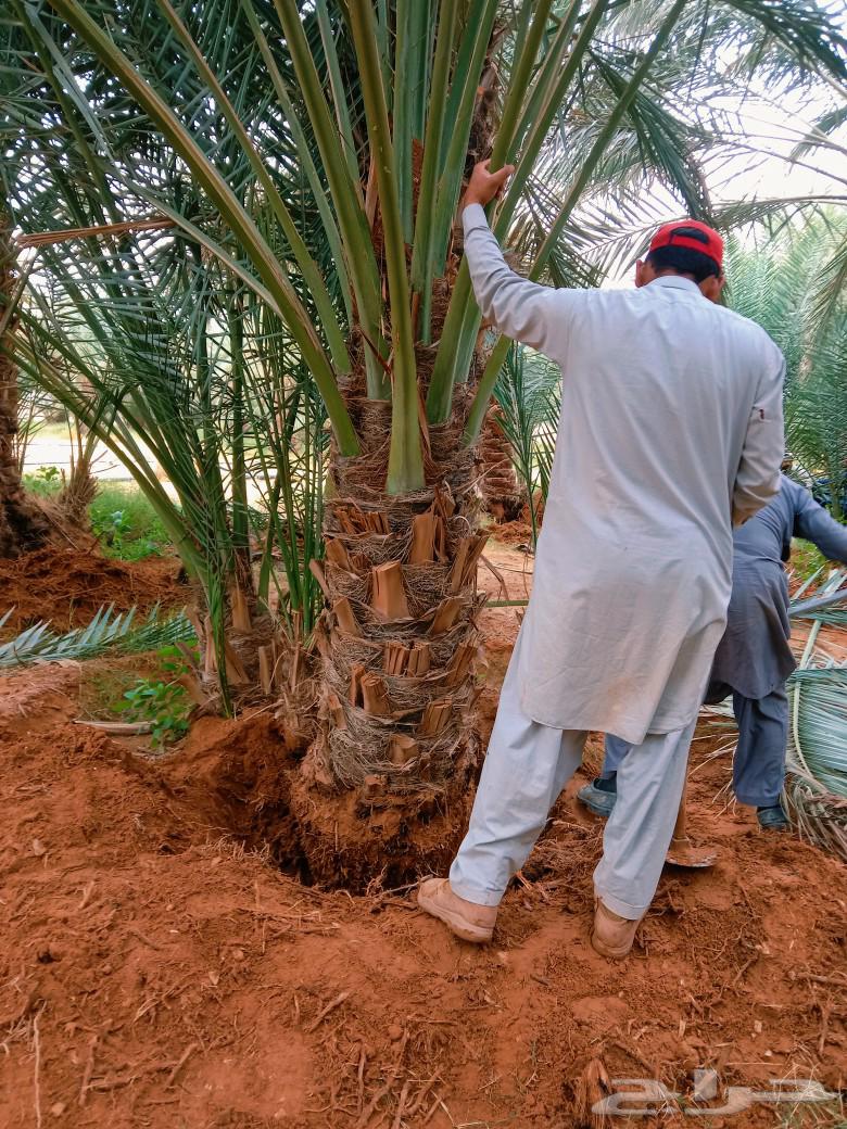 Fruit-bearing palm trees for sale, Sukkari, Sagai, Majdool, Ruthana, Washingtonia, chicks, seedlings63619466141570113
