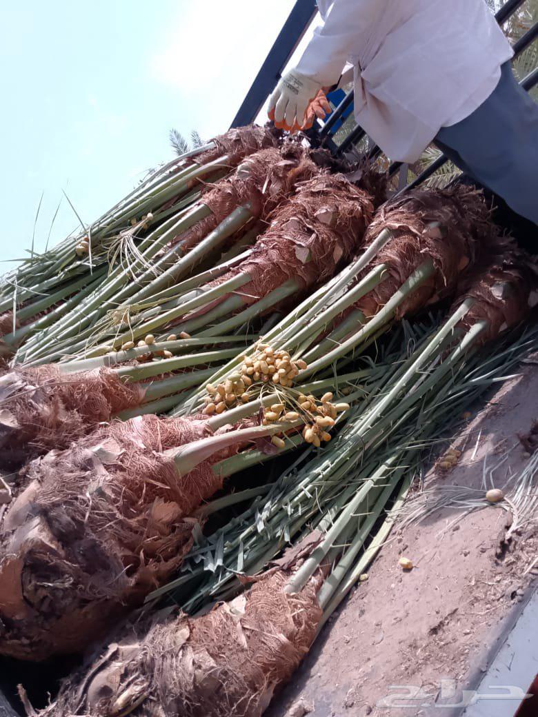 نخل للبيع64402428723074110