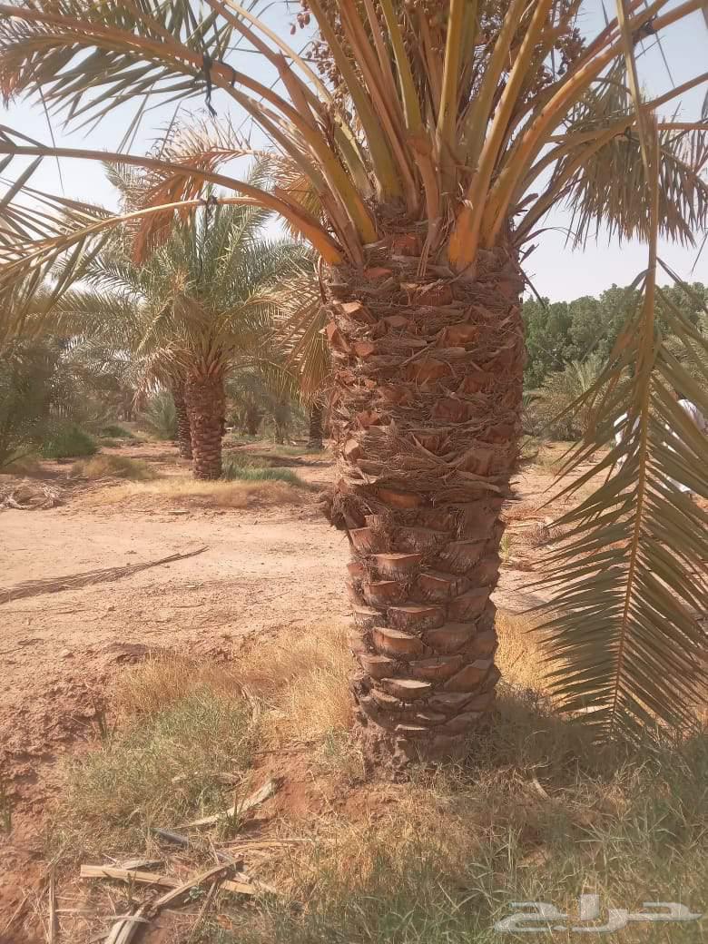 Date palm seedlings for sale, Khlas, Sukkari, Sultan63619554348419111