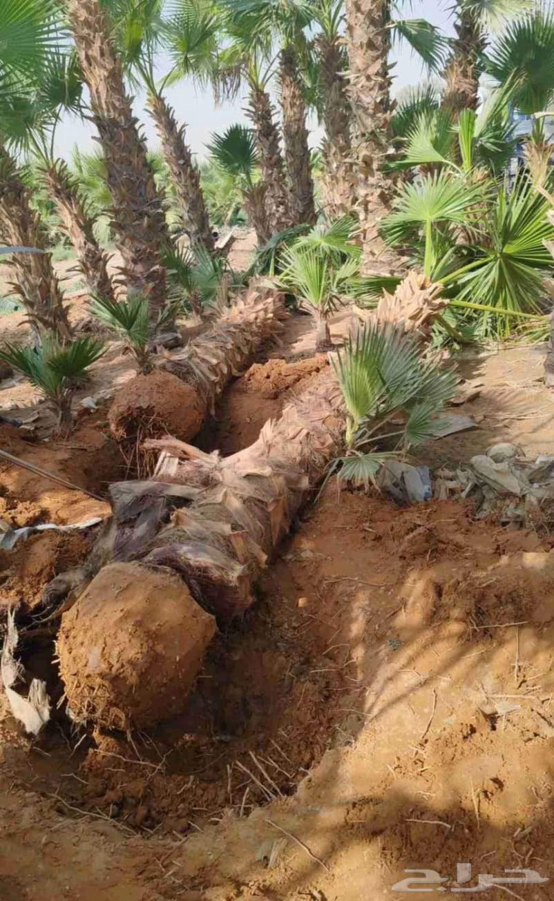 نخل واشنطني للبيع نخيل واشنطنونيا عربي مثمر جميع المواقع64403958420738113