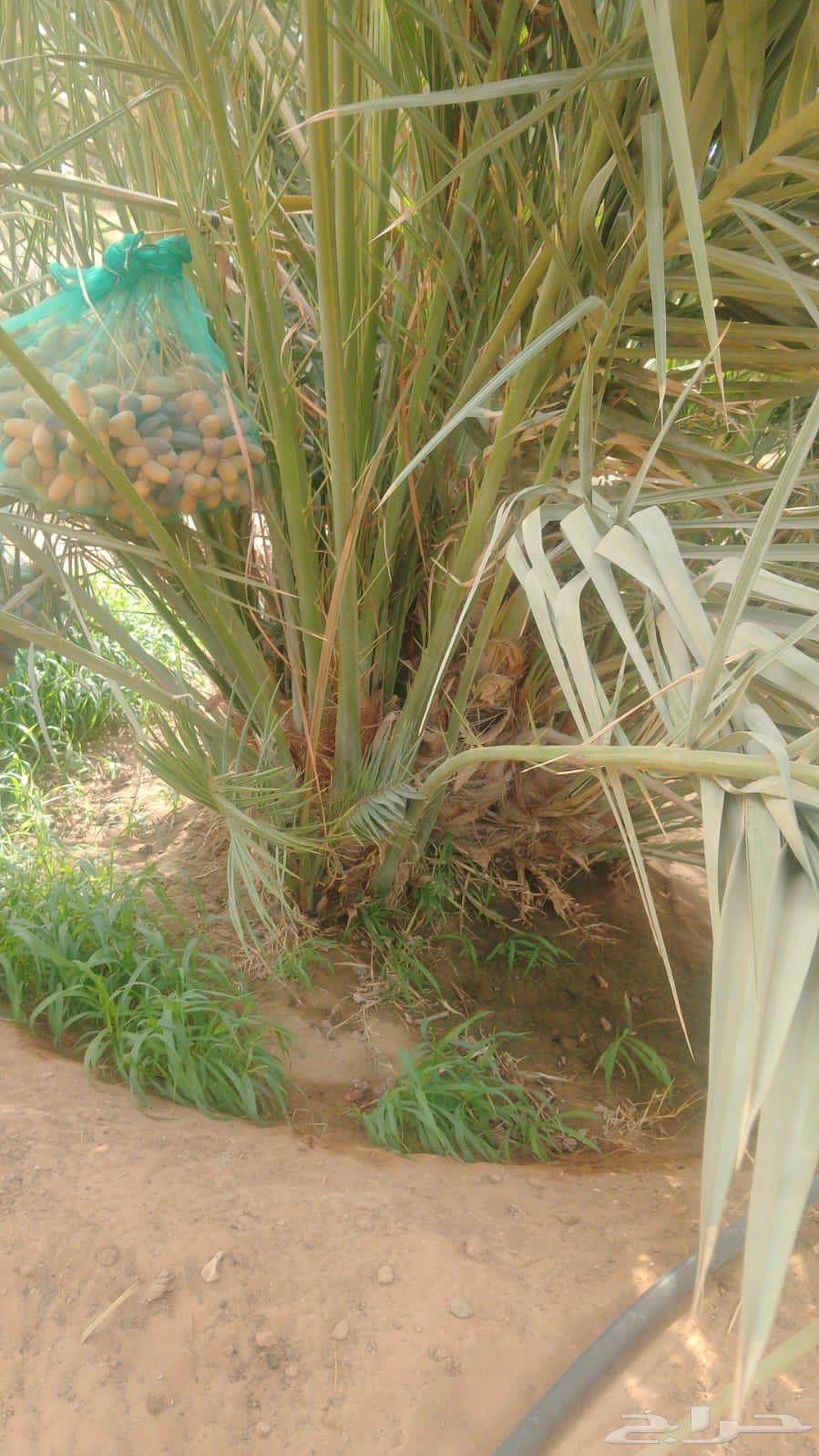 فسايل نخيل مجدولي للبيع64404694494083110