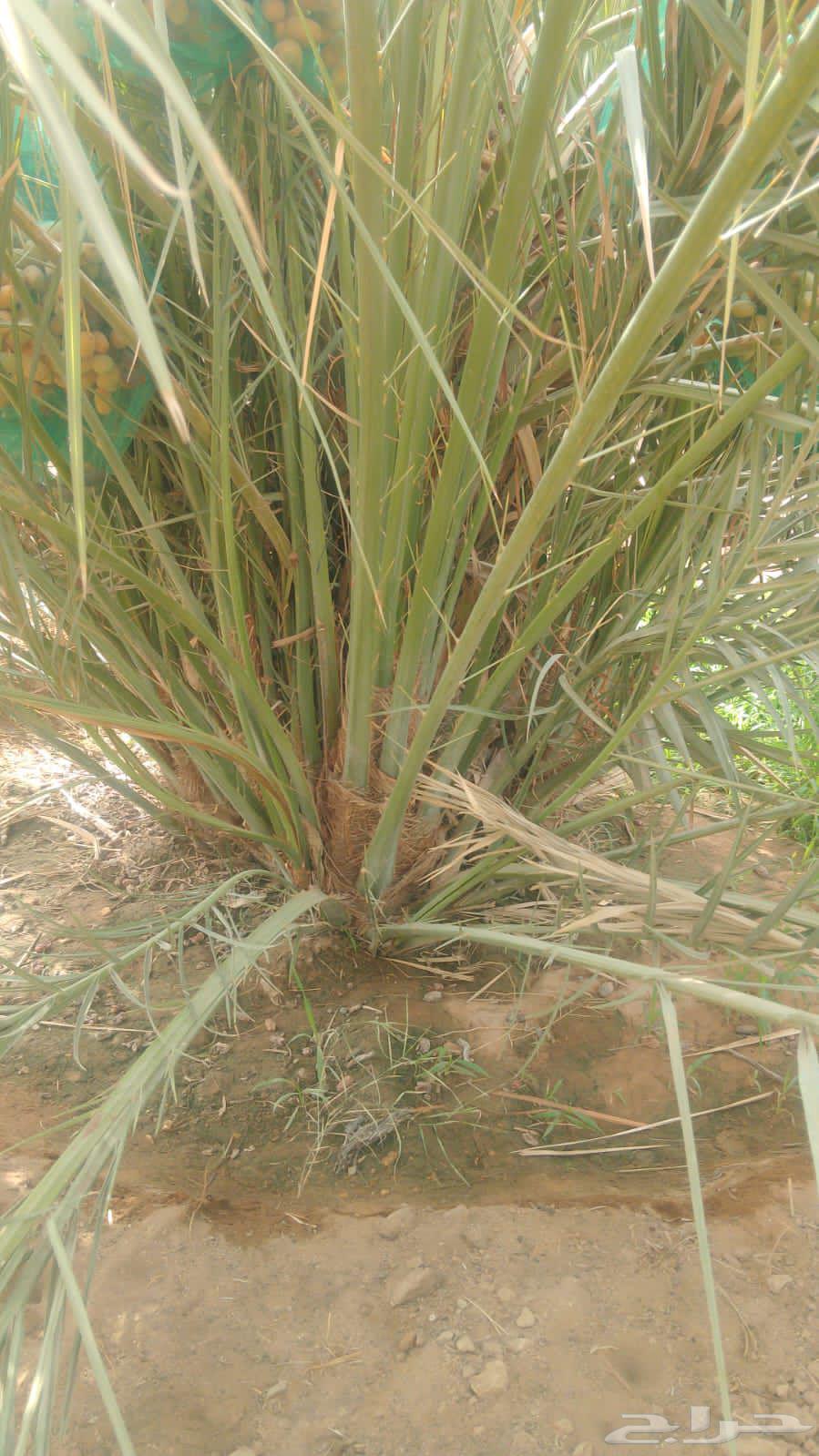 فسايل نخيل مجدولي للبيع64404694494083113