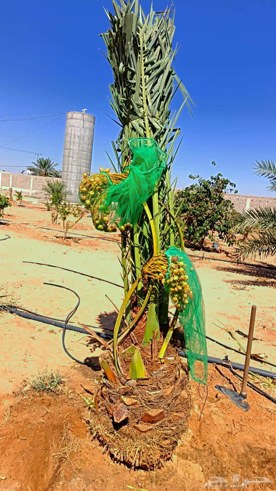 نخل مثمر للبيع من اجود مزارع القصيم والمدينه64404430876034113