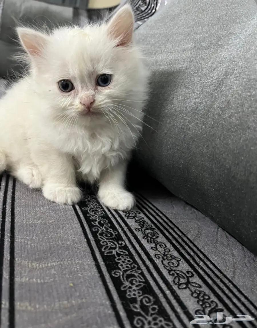 قطط للبيع64403393932034110