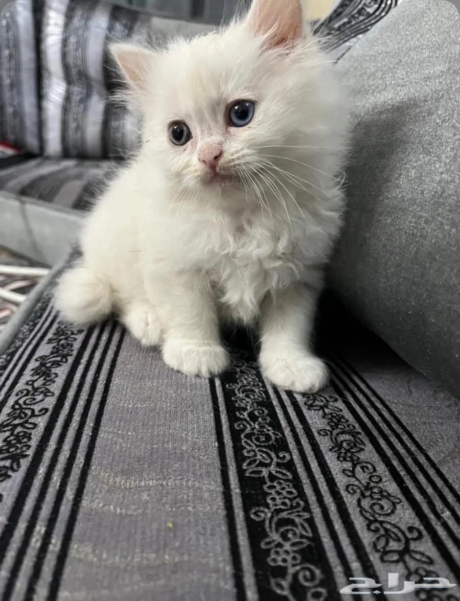 قطط للبيع64403393932034113