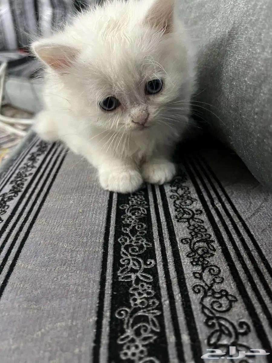 قطط للبيع64403393932034112