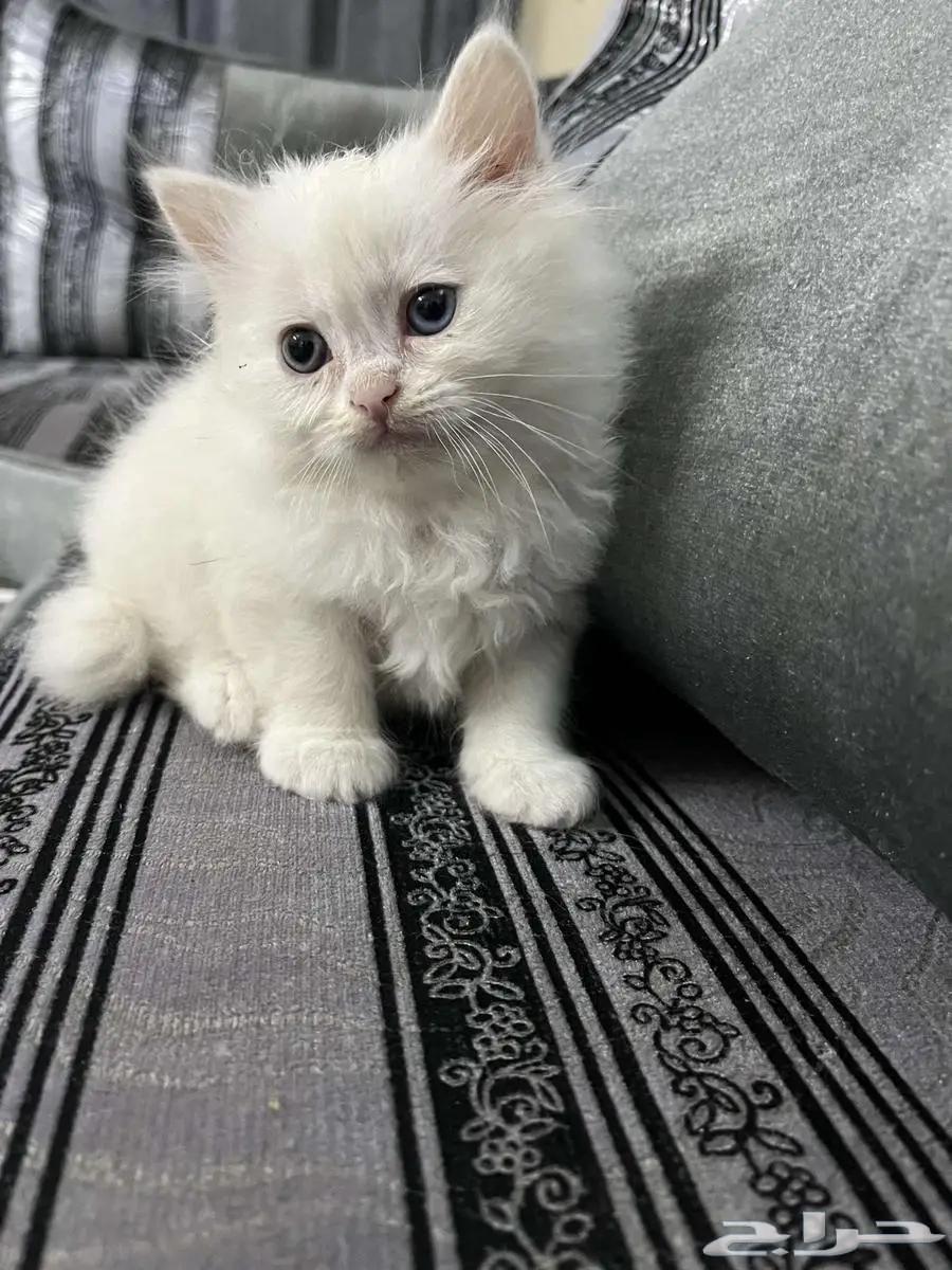 قطط للبيع64403393932034111