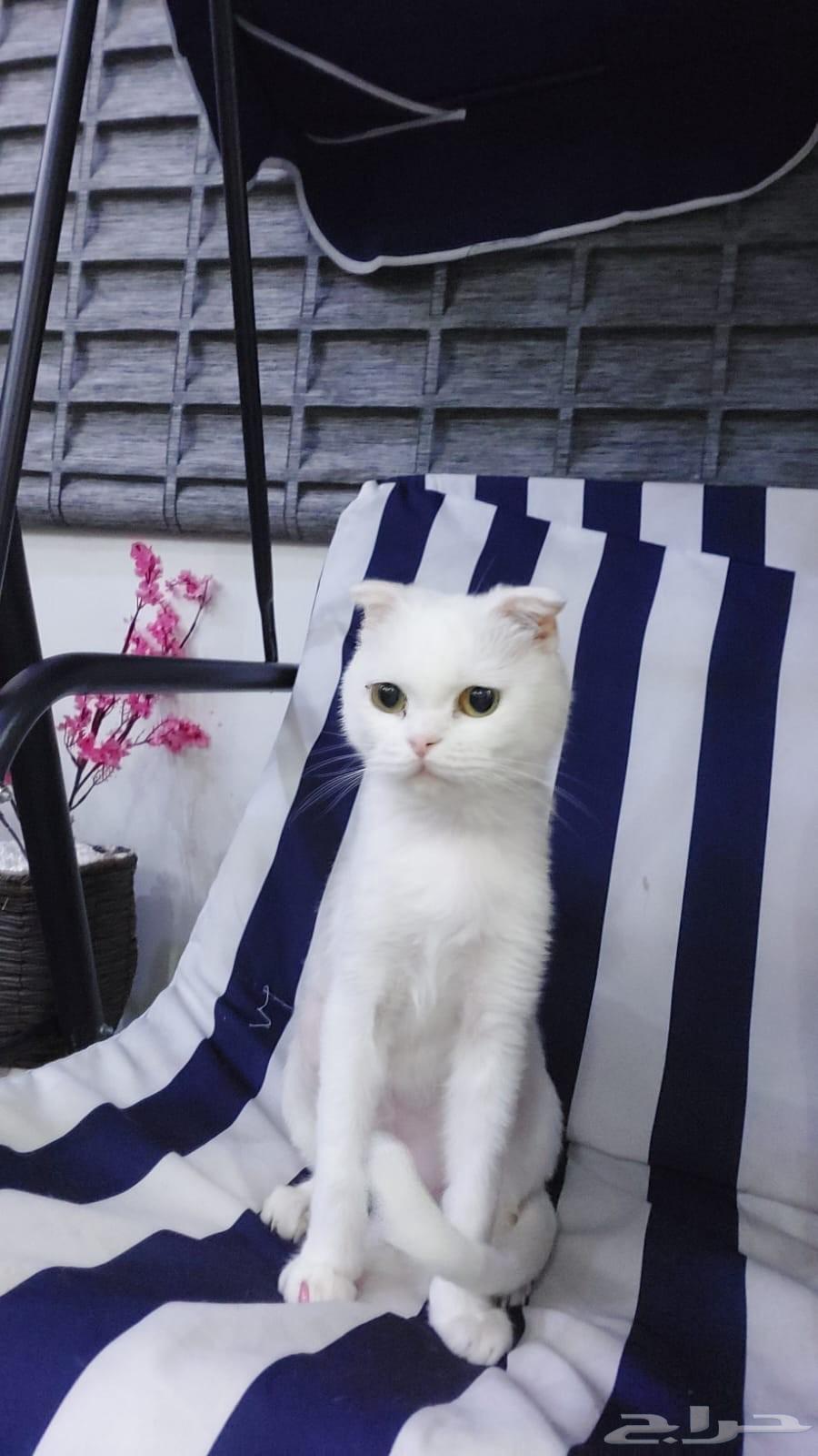 الرياض حي الدرعية64401466986754110