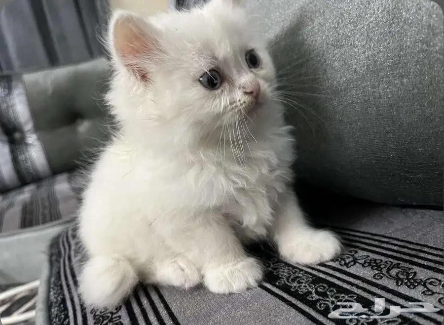 قطط للبيع64403393932034114