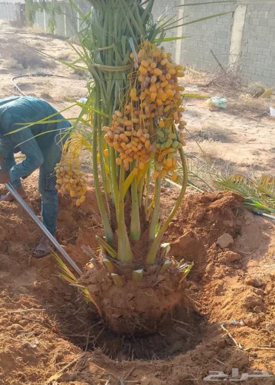 Palm trees for sale in all types and sizes63619648847746114