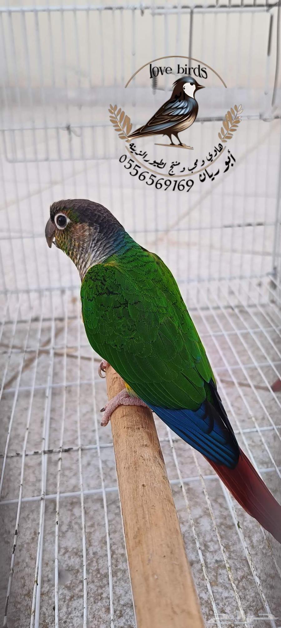 كنيور يلوسايد رد فاكتور64403649795587113