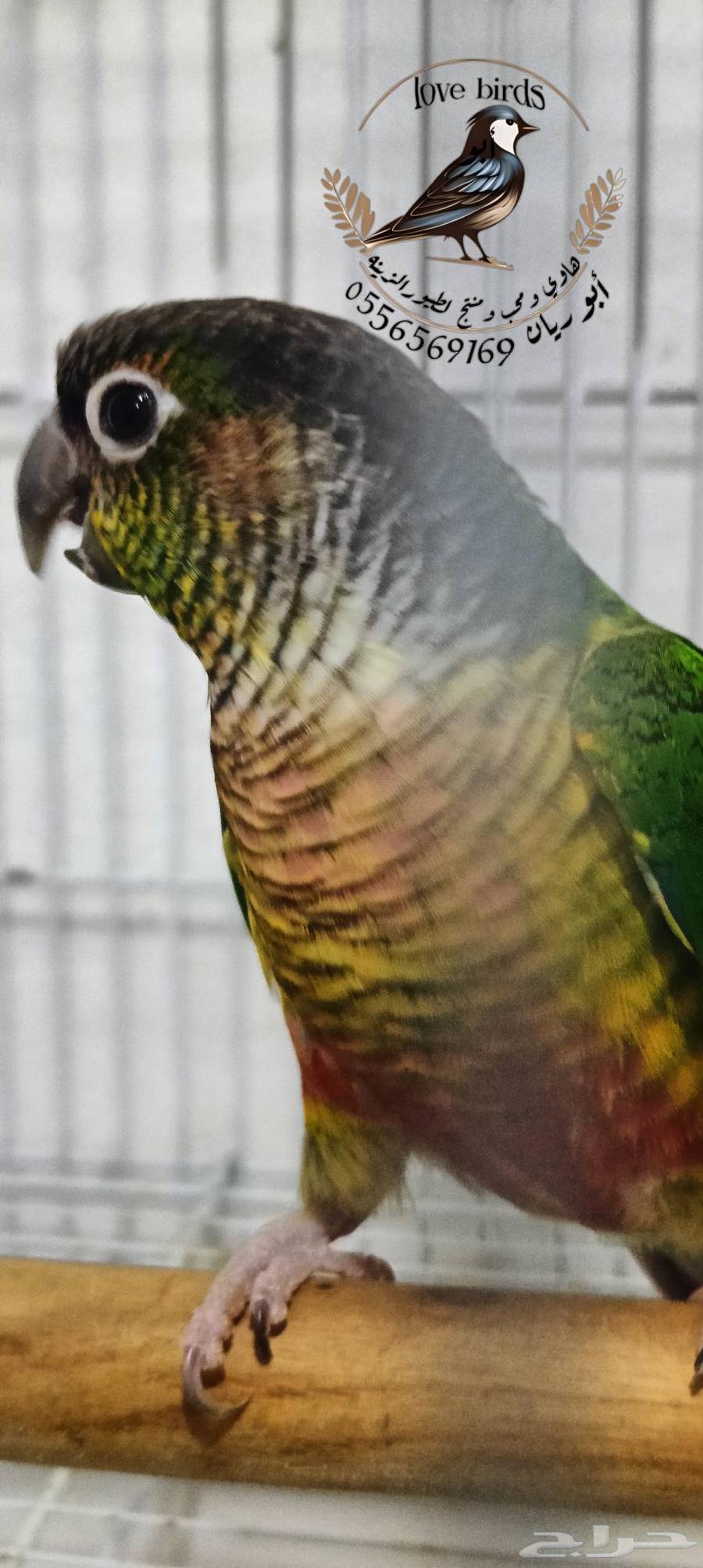 كنيور يلوسايد رد فاكتور64403649795587110