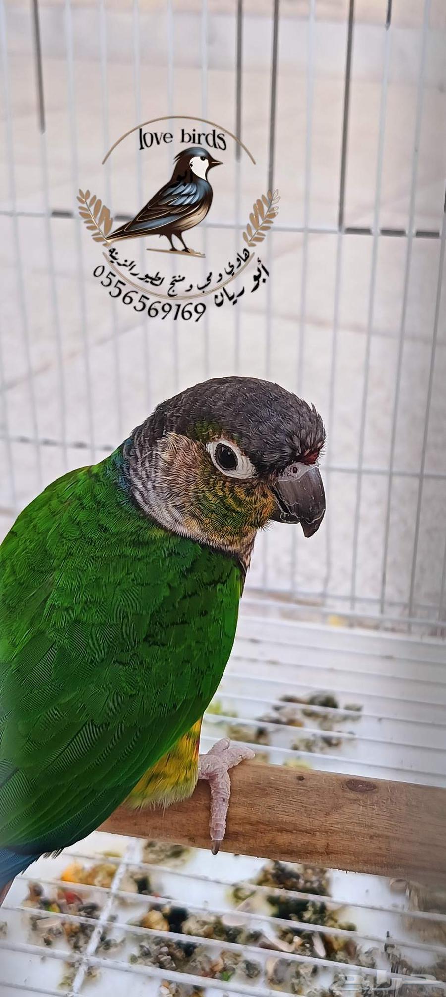 كنيور يلوسايد رد فاكتور64403649795587111