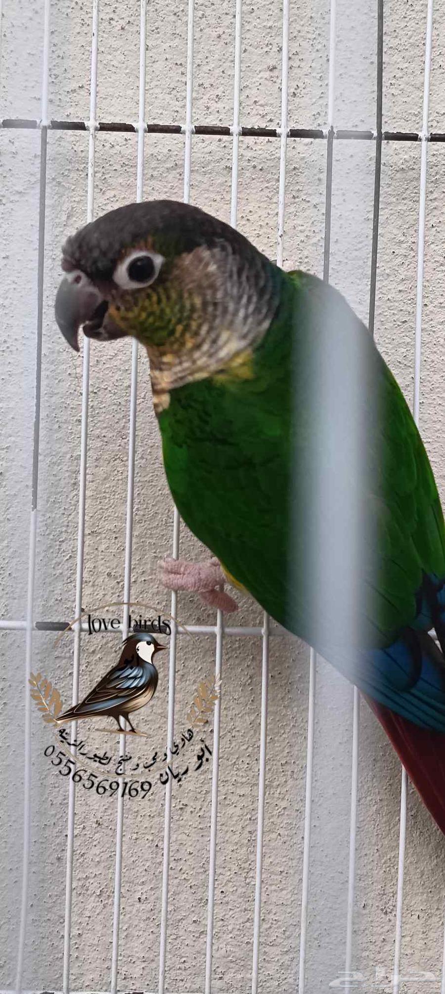 كنيور يلوسايد رد فاكتور64403649795587112