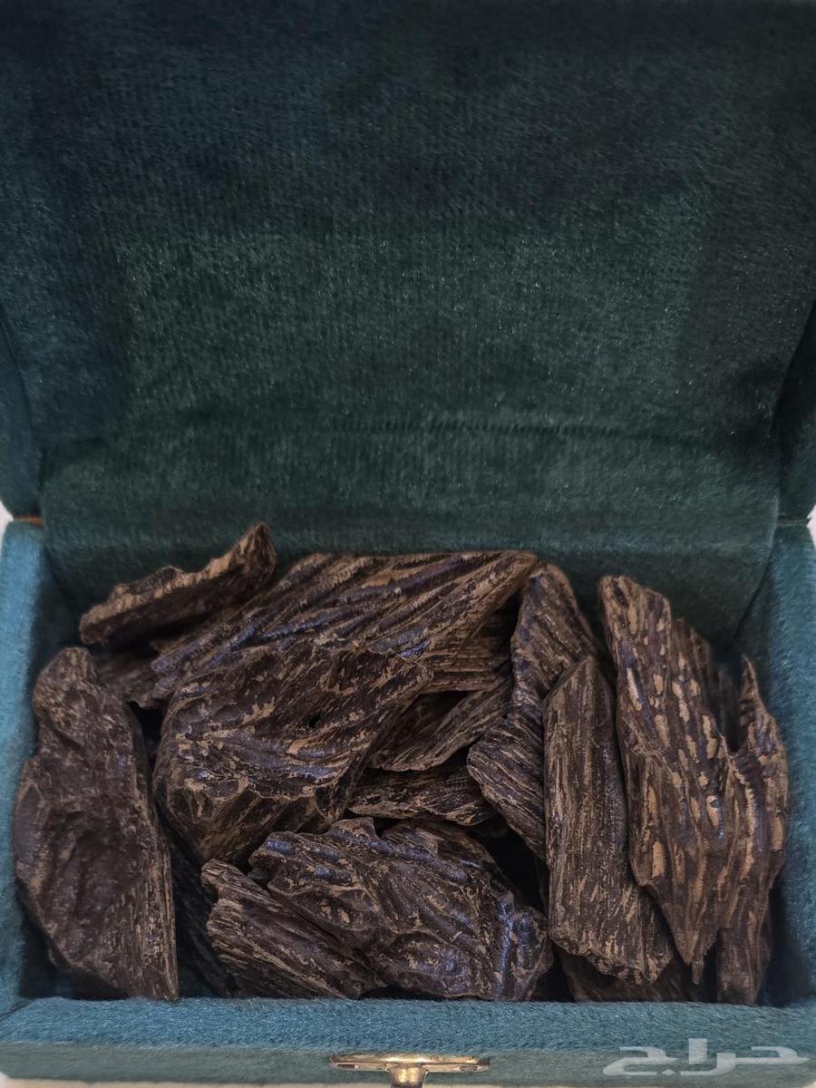 عود كلمنتان عرض تصفية64402472765186110