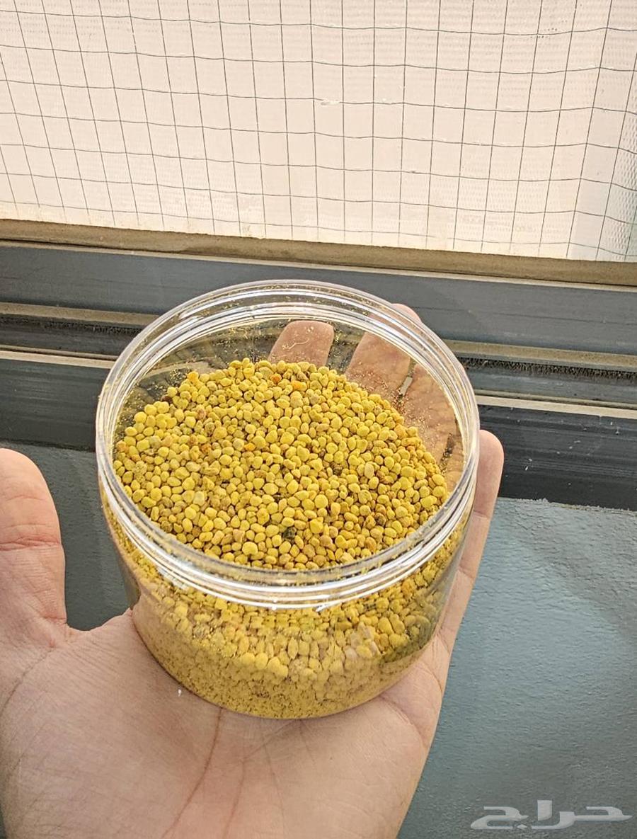 حبوب لقاح النحل سعودي بريه64404000226434114