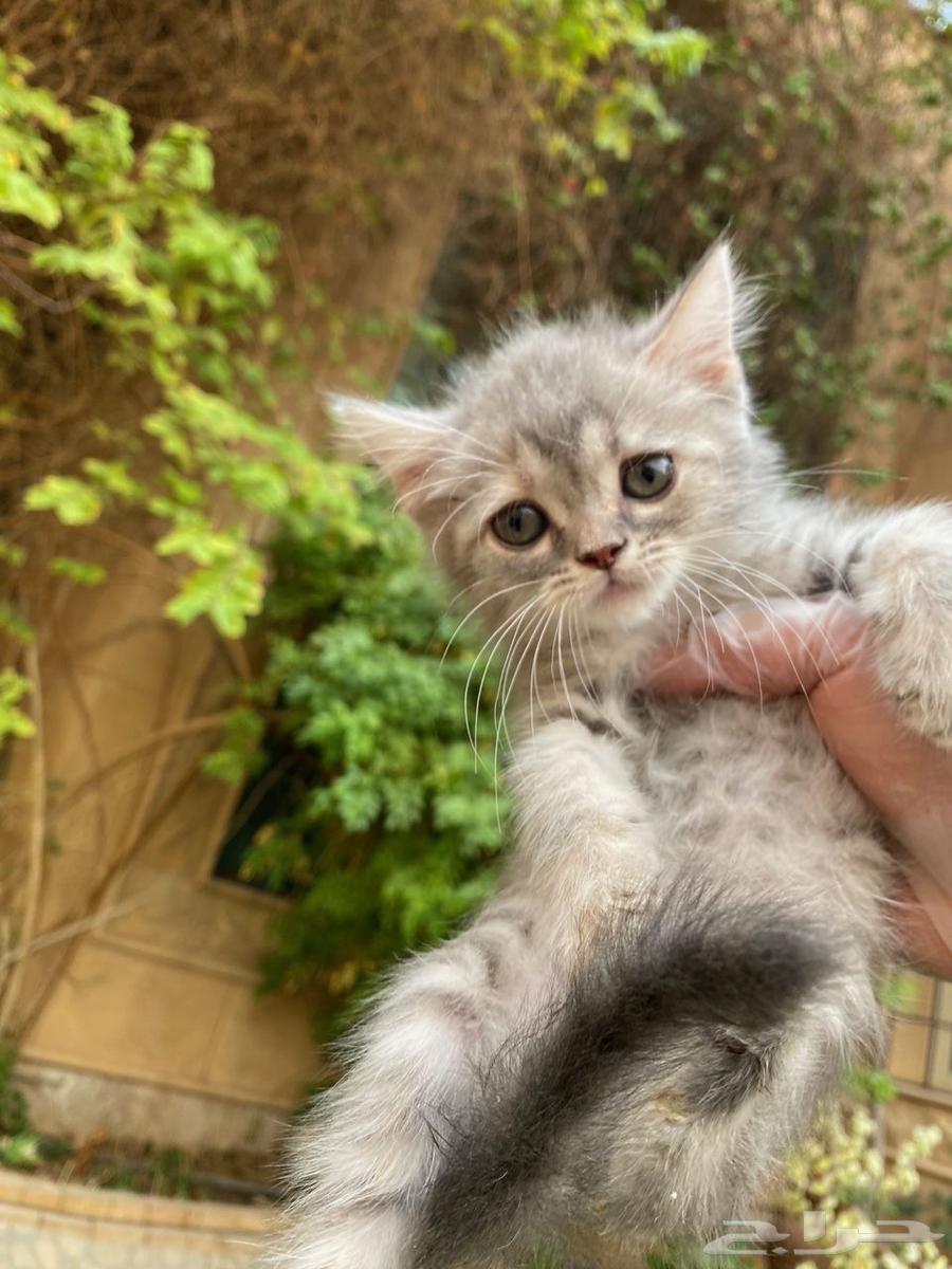 Scottish Fold kittens for sale, no middleman64404806046339113