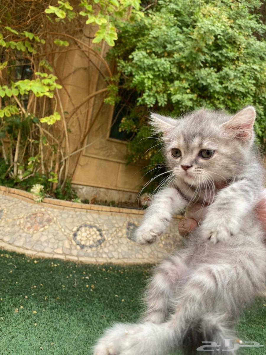 Scottish Fold kittens for sale, no middleman64404806046339114