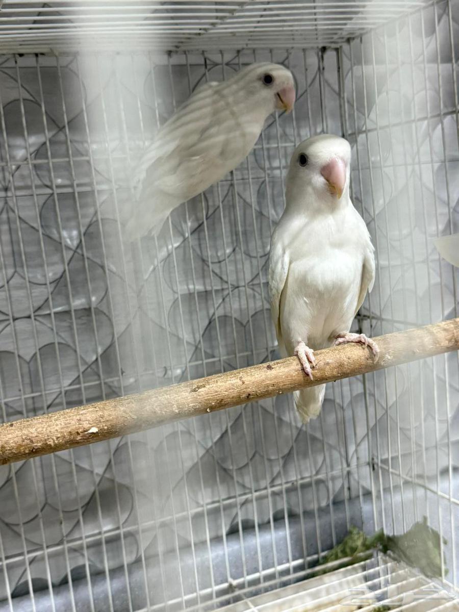 Birds of the Day64404416975363110