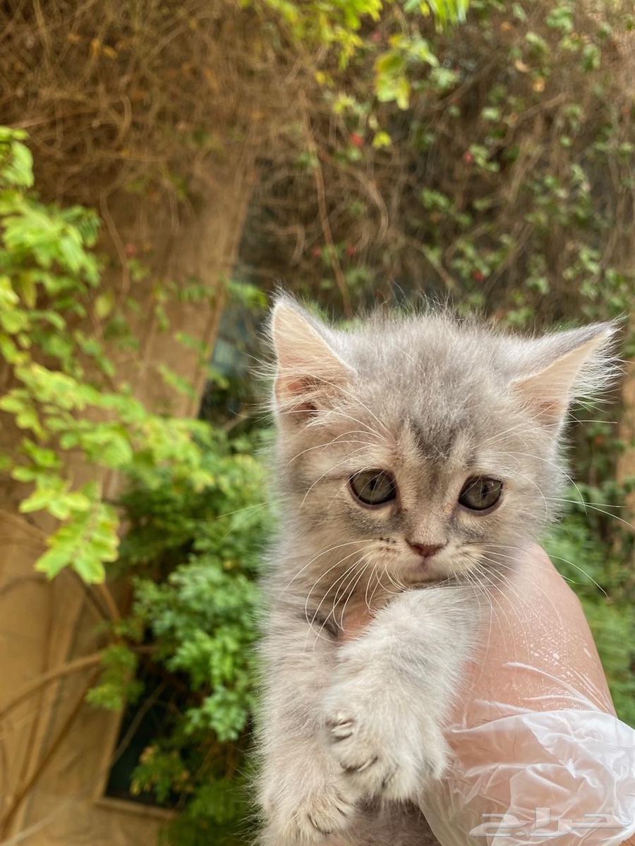 Scottish Fold kittens for sale, no middleman64404806046339111