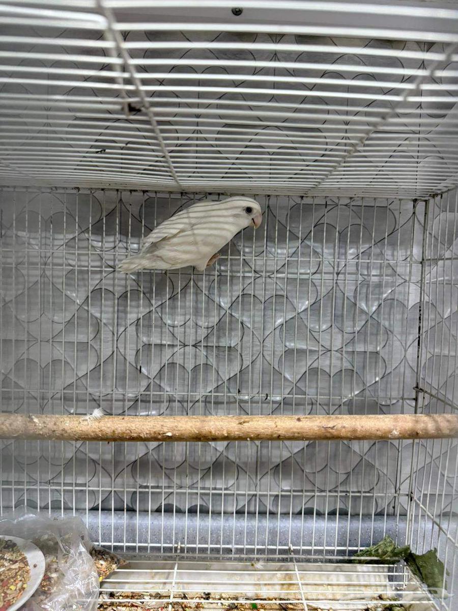 Birds of the Day64404416975363114