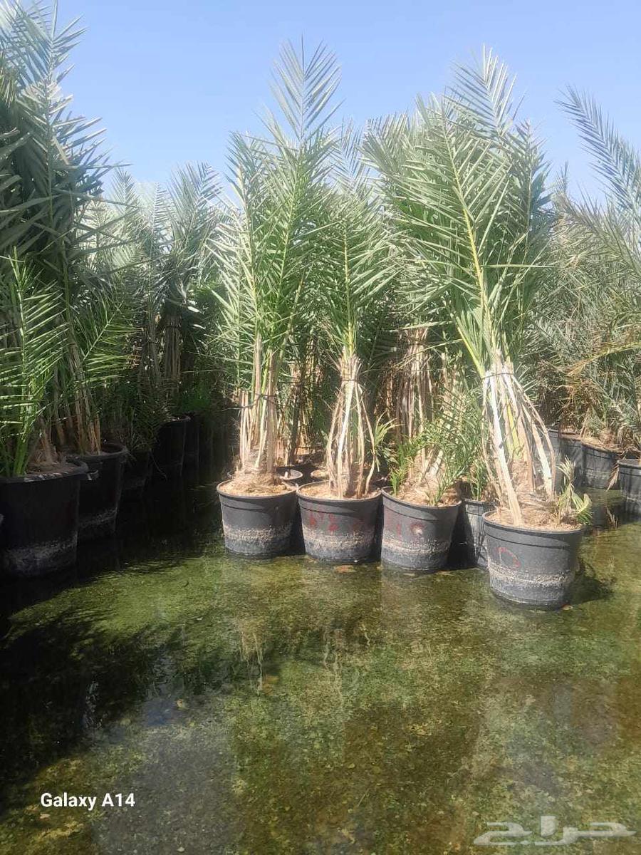 Palm trees64404542136323112