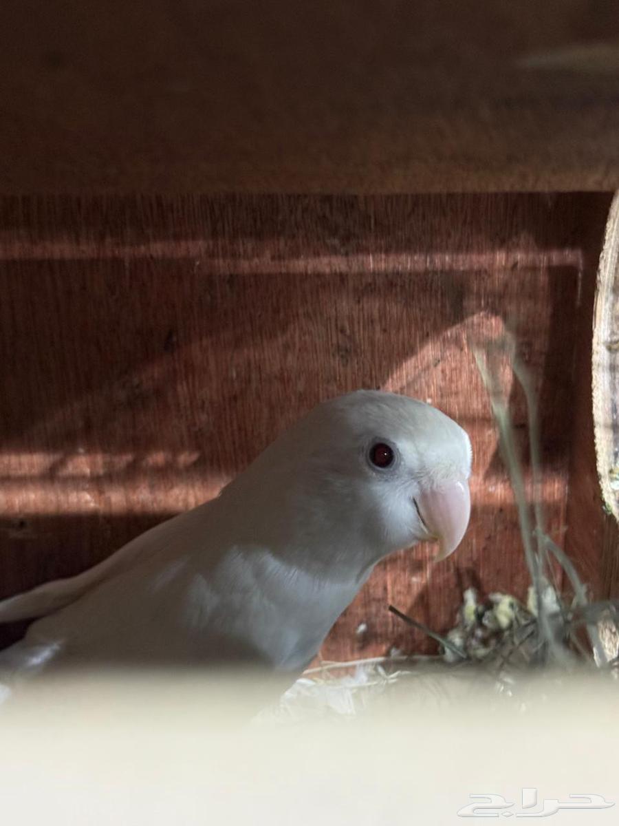 Birds of the Day64404416975363111