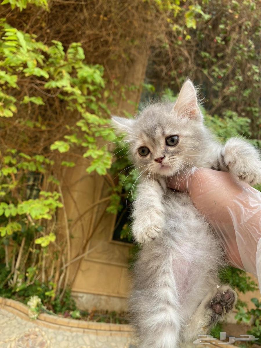 Scottish Fold kittens for sale, no middleman64404806046339112