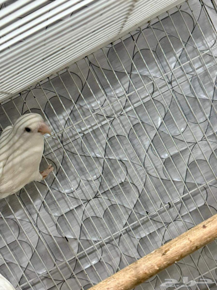 Birds of the Day64404416975363112