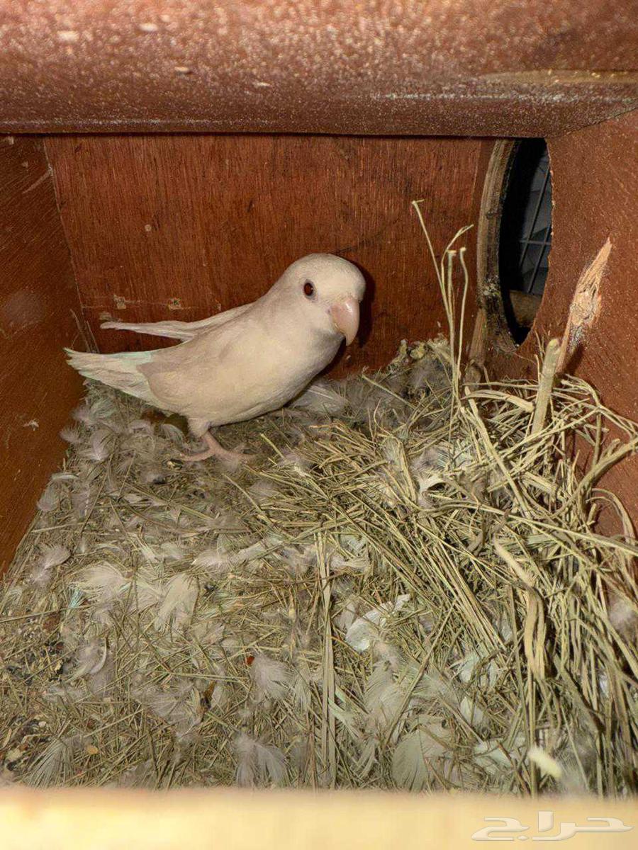 Birds of the Day64404416975363113