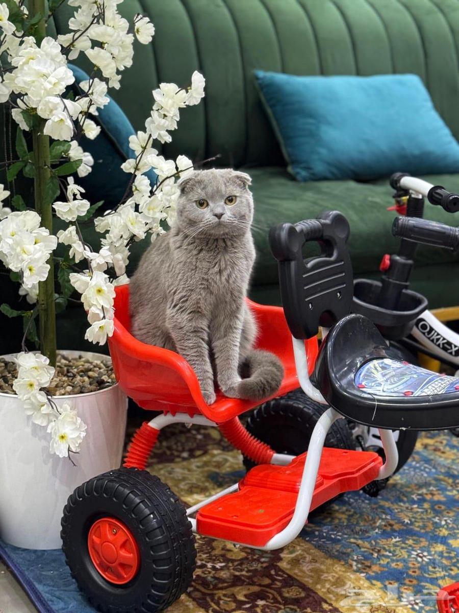 الرياض حي الدرعية64401466986754111