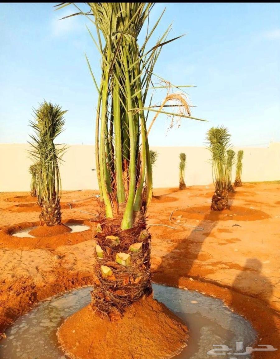 Fruit-bearing palm trees, Naqail, Juthayth, Washingtonia, Iklas, Sukkari, Barhi, Saqeei, Shishi64470086747522111